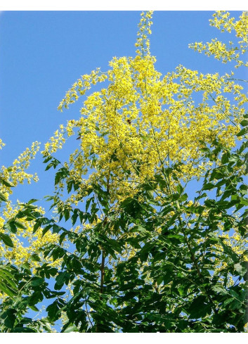 KOELREUTERIA PANICULATA FASTIGIATA