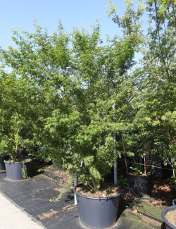 ACER palmatum DISSECTUM SEIRYU En pot de 130-150 litres buisson hauteur 200-250 cm
