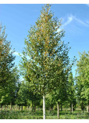 BETULA albosinensis FASCINATION