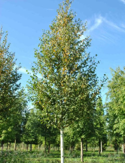 BETULA albosinensis FASCINATION