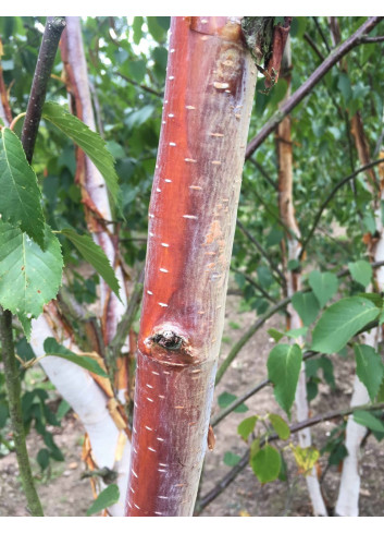 BETULA albosinensis FASCINATION