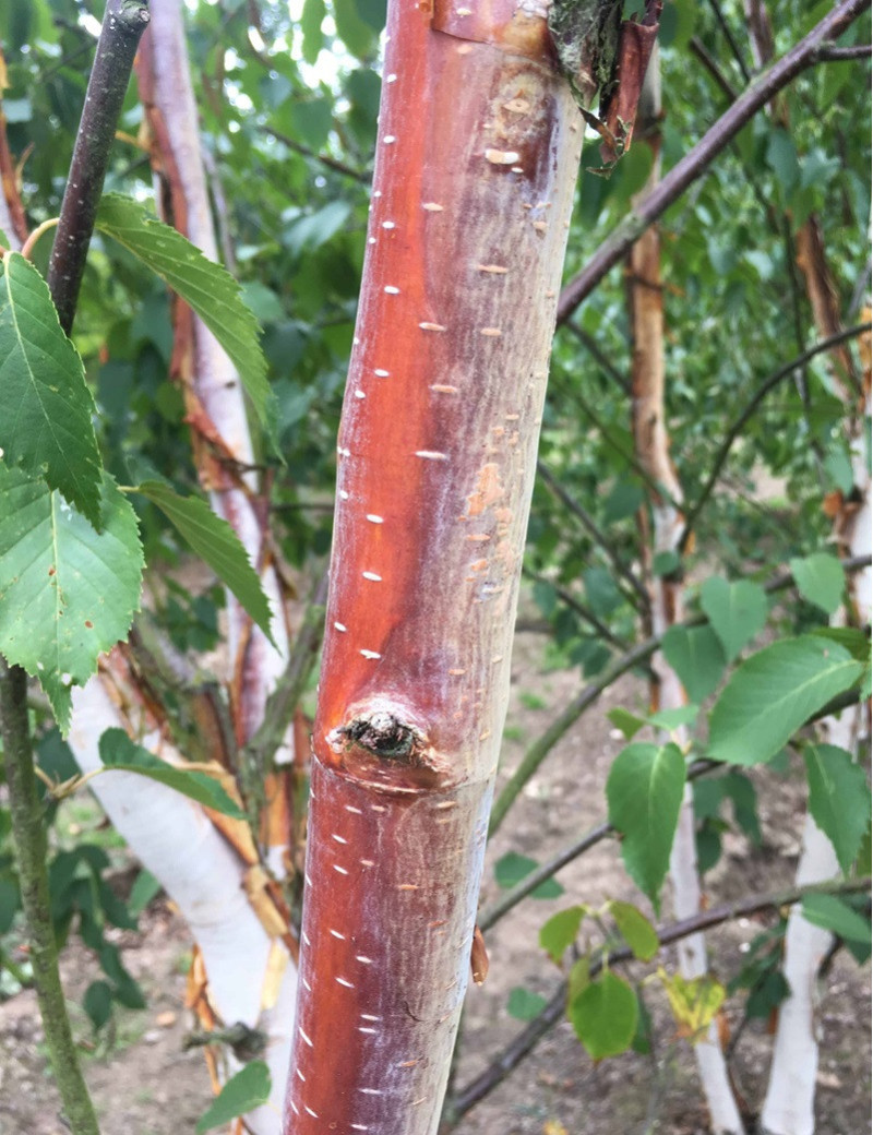 BETULA albosinensis FASCINATION