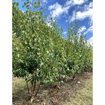 BETULA albosinensis FASCINATION Motte biodégradable cépée hauteur 200-250 cm