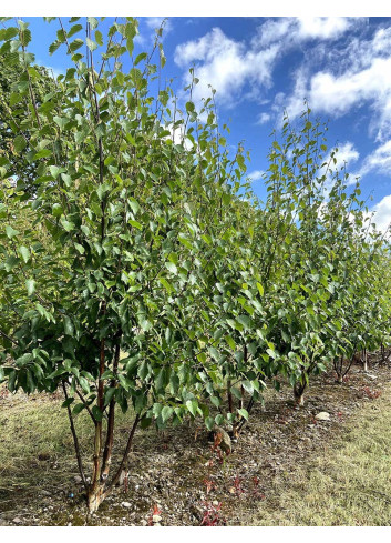 BETULA albosinensis FASCINATION