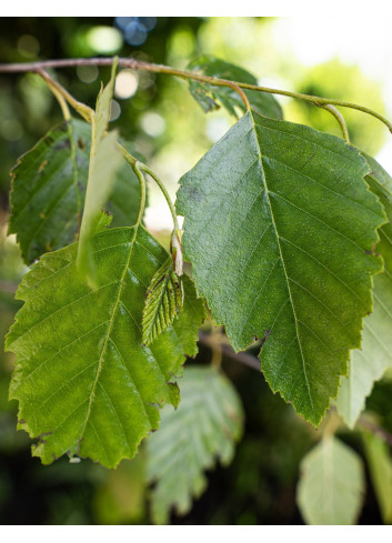 BETULA albosinensis FASCINATION