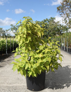 CALLICARPA bodinieri MAGICAL SNOWQUEEN® En pot de 25-30 litres buisson hauteur 080-100 cm