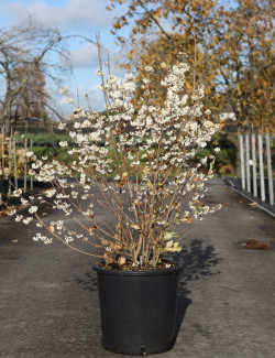 CALLICARPA bodinieri MAGICAL SNOWQUEEN® En pot de 25-30 litres buisson hauteur 080-100 cm