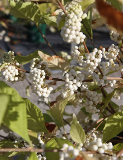 CALLICARPA bodinieri MAGICAL SNOWQUEEN®