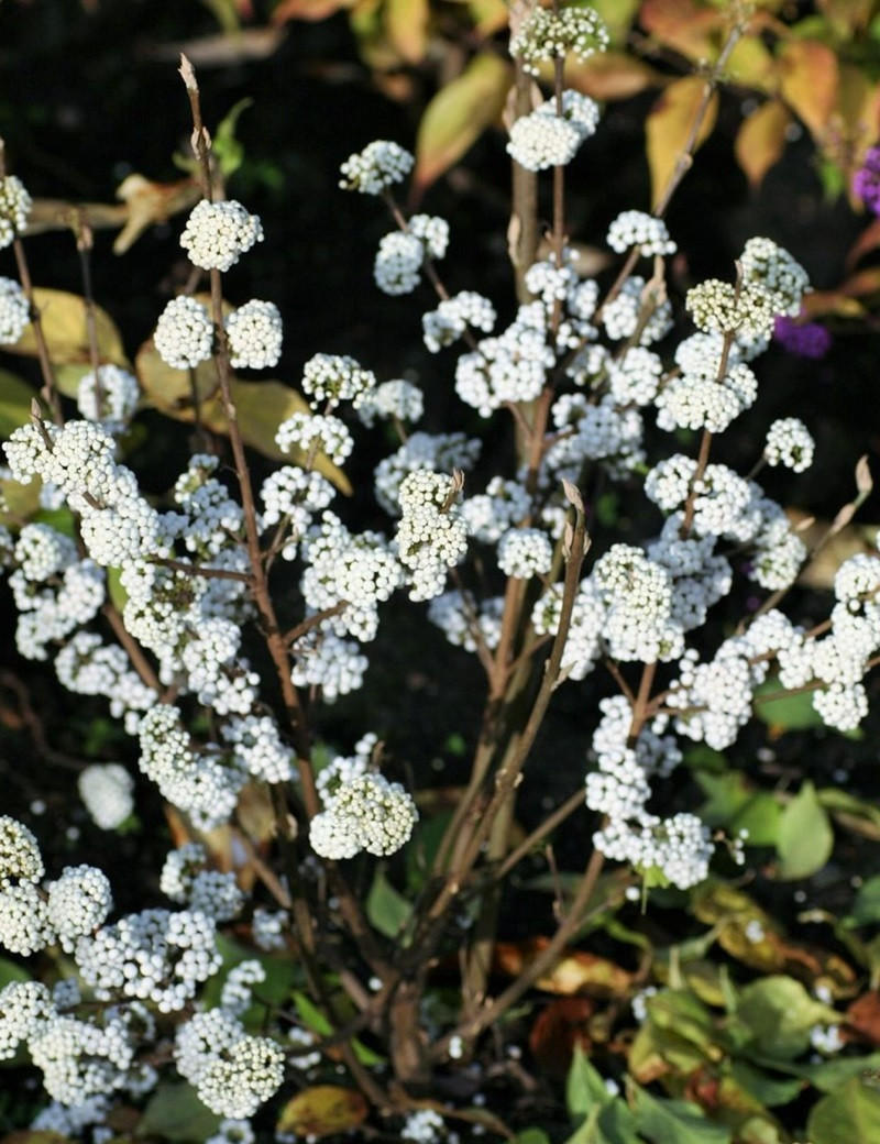 CALLICARPA bodinieri MAGICAL SNOWQUEEN® CALLICARPA bodinieri MAGICAL SNOWQUEEN®