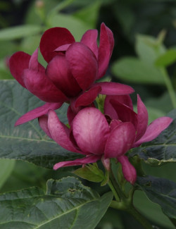 CALYCANTHUS APHRODITE®