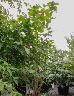 CALYCANTHUS APHRODITE®