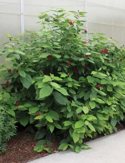 arbre-aux-anemones-aphrodite-calycanthus-aphrodite-1.jpg
