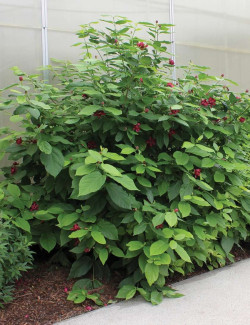 arbre-aux-anemones-aphrodite-calycanthus-aphrodite-1.jpg