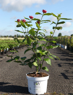 CALYCANTHUS APHRODITE® En pot de 10-12 litres buisson hauteur 060-080 cm