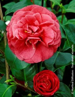 camelia-du-japon-bella-lamberti-camellia-japonica-bella-lamberti-1.jpg