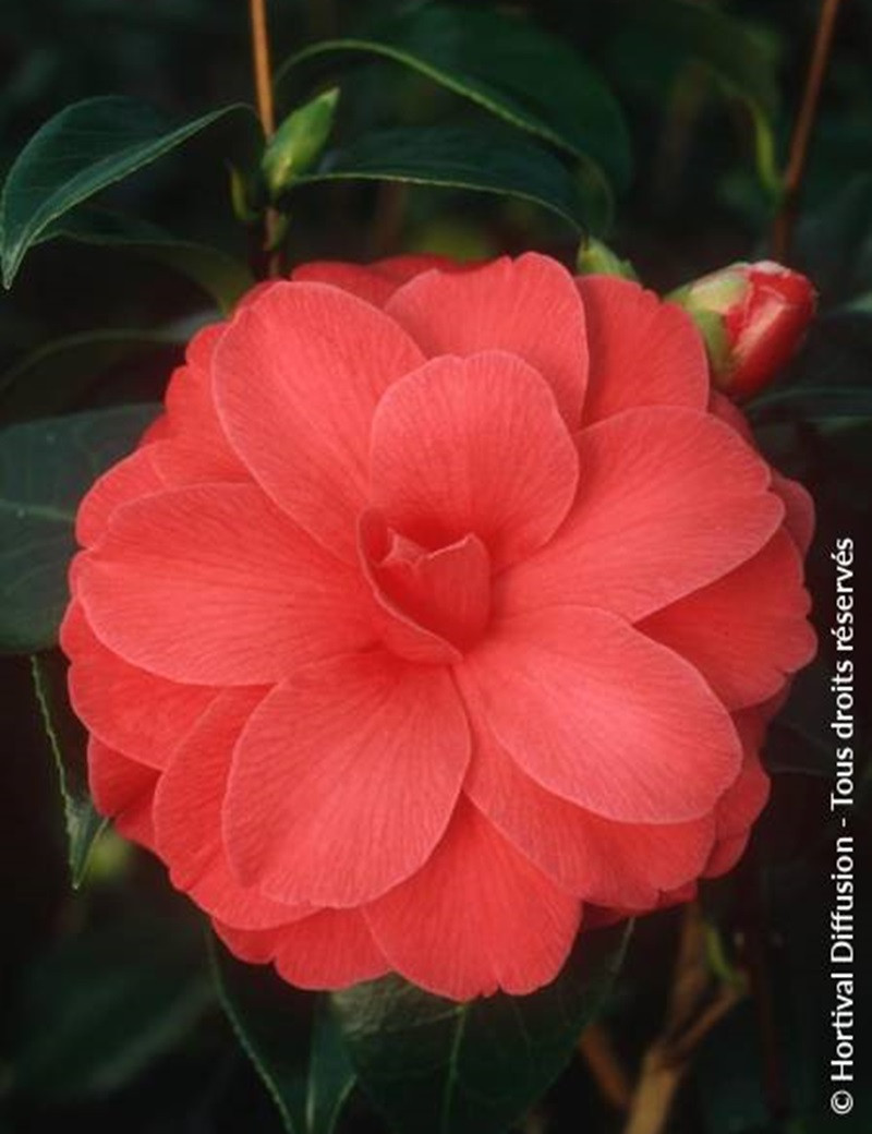 camelia-du-japon-il-tramonto-camellia-japonica-il-tramonto.jpg