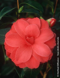 camelia-du-japon-il-tramonto-camellia-japonica-il-tramonto.jpg