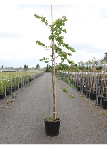 CERCIS canadensis CASCADING HEARTS En pot de 15-20 litres forme baliveau