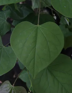 gainier-du-canada-cascading-hearts-cercis-canadensis-cascading-hearts-2.jpg