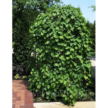 CERCIS canadensis CASCADING HEARTS