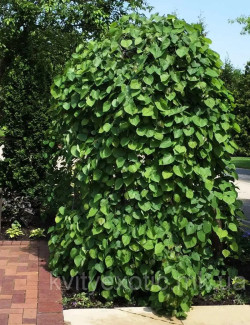 CERCIS canadensis CASCADING HEARTS
