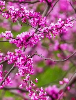 gainier-du-canada-cascading-hearts-cercis-canadensis-cascading-hearts.jpg