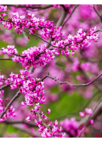 CERCIS canadensis CASCADING HEARTS