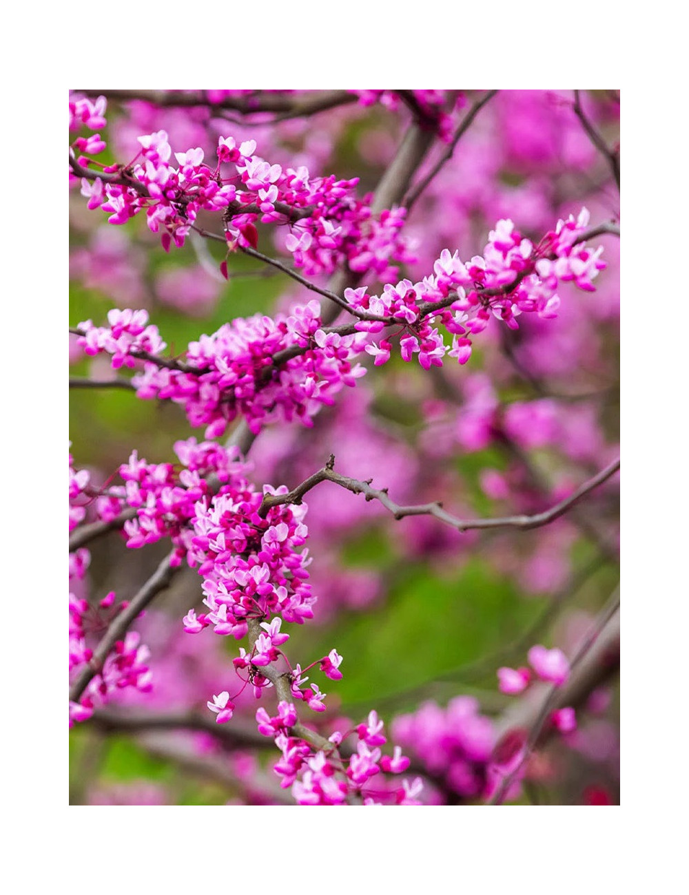 CERCIS canadensis CASCADING HEARTS