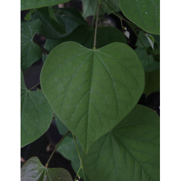 CERCIS canadensis LAVENDER TWIST