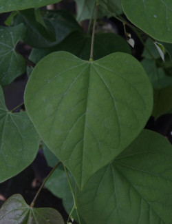 CERCIS canadensis LAVENDER TWIST
