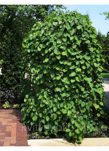 CERCIS canadensis LAVENDER TWIST