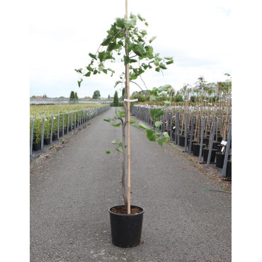 CERCIS canadensis LAVENDER TWIST En pot de 15 litres forme baliveau