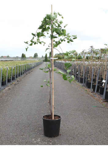 CERCIS canadensis LAVENDER TWIST En pot de 15 litres forme baliveau