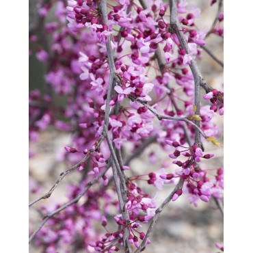 CERCIS canadensis LAVENDER TWIST