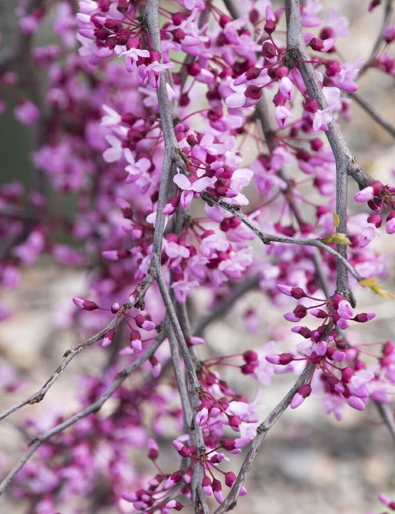 gainier-du-canada-pleureur-lavender-twist-cercis-canadensis-lavender-twist.jpg