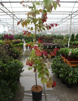 CERCIS CANADENSIS ETERNAL FLAME® En pot de 15-20 litres baliveau hauteur 150-200 cm