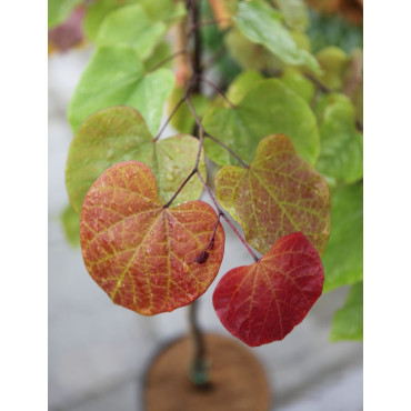 CERCIS CANADENSIS ETERNAL FLAME®