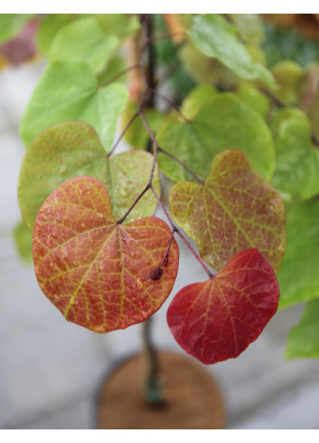 CERCIS CANADENSIS ETERNAL FLAME®