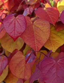gainier-du-canada-eternal-flame-cercis-canadensis-eternal-flame.jpg