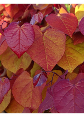 CERCIS CANADENSIS ETERNAL FLAME®