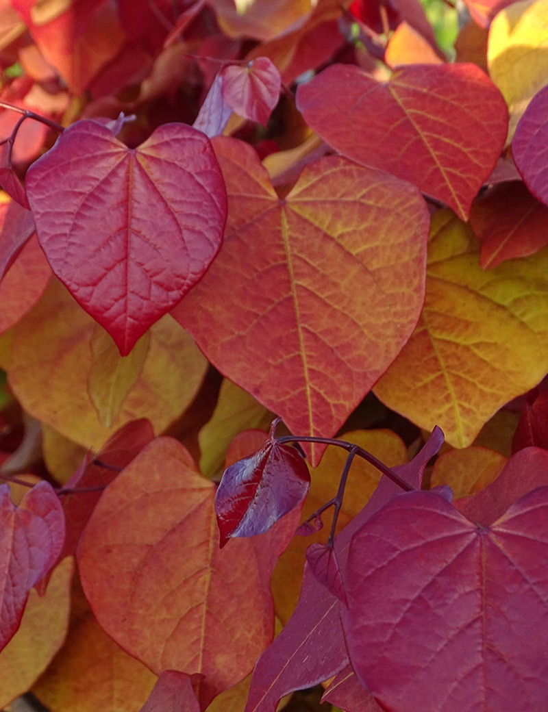 CERCIS CANADENSIS ETERNAL FLAME®