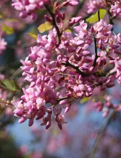 gainier-du-canada-eternal-flame-cercis-canadensis-eternal-flame-1.jpg