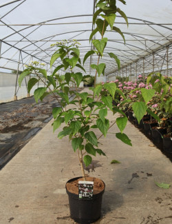 CLERODENDRUM trichotomum FARGESII En pot de 12-15 litres buisson hauteur 100-125 cm