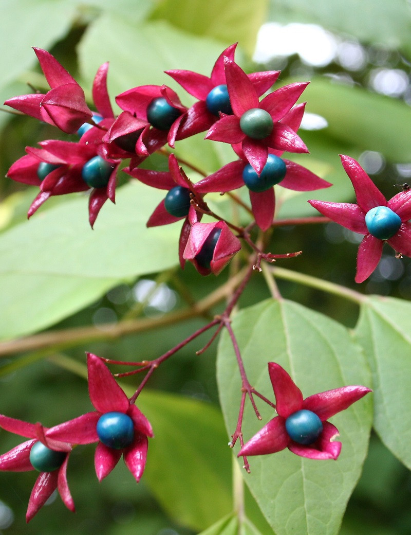 clerodendron-trichotome-fargesii-clerodendrum-trichotomum-fargesii.jpg