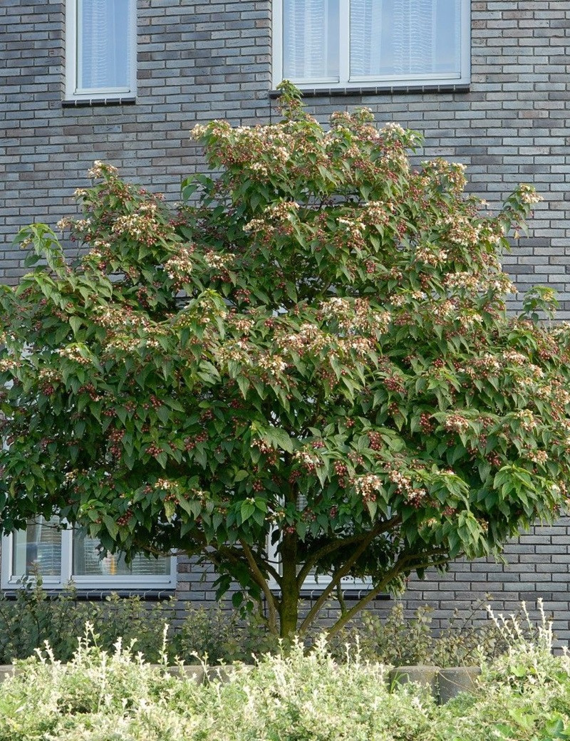 Clérodendron (Arbre Du Clergé) 40-50 Cm En Pot - Fleurs Blanches Parfumées, Baies Bleues - Plante D'Extérieur