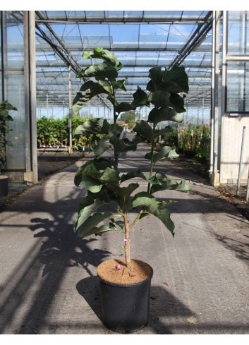 MAGNOLIA DAYBREAK En pot de 12-15 litres