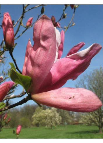 MAGNOLIA DAYBREAK