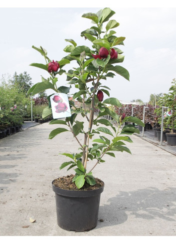 MAGNOLIA GENIE® En pot de 10-12 litres