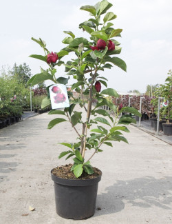 MAGNOLIA GENIE® En pot de 10-12 litres