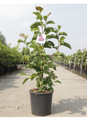 MAGNOLIA GENIE® En pot de 12-15 litres